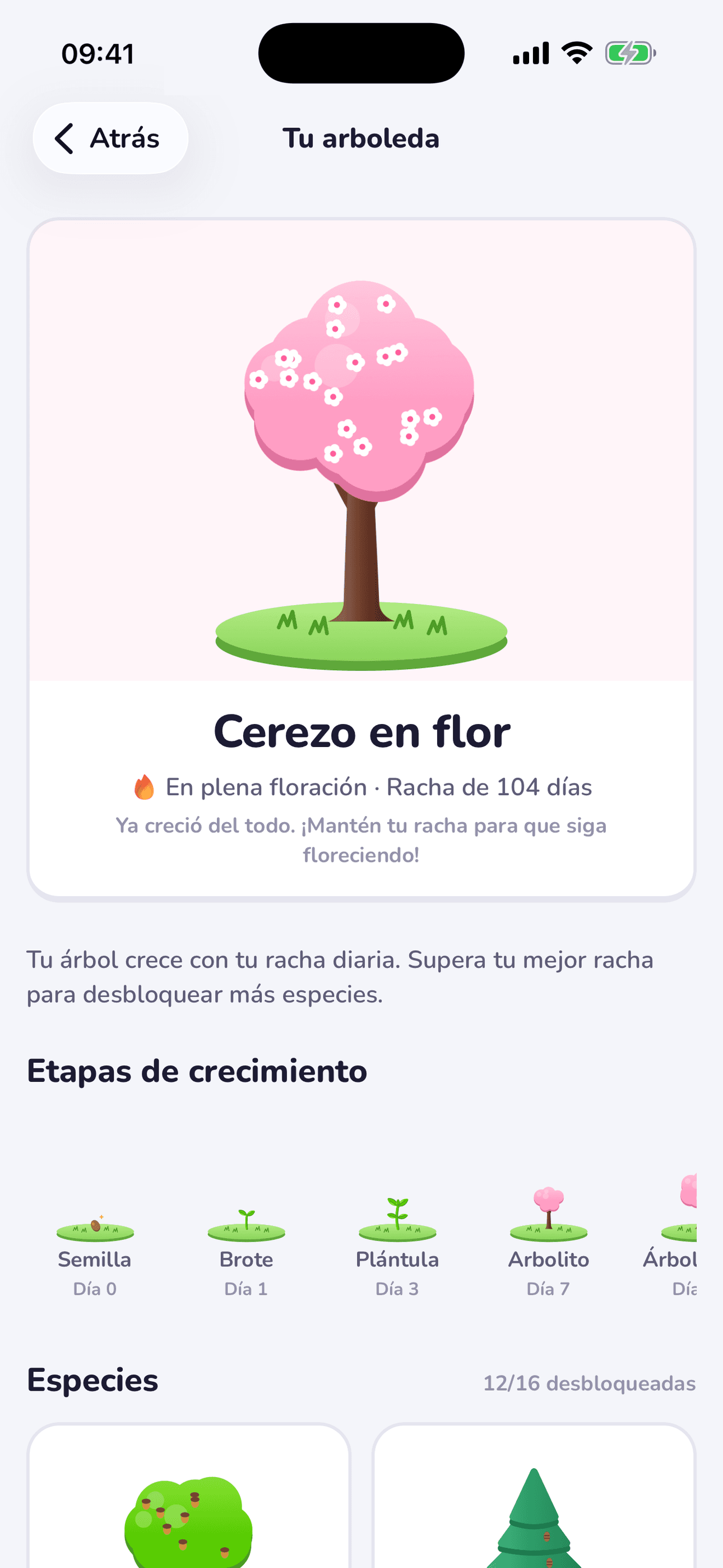 Tu árbol de racha
